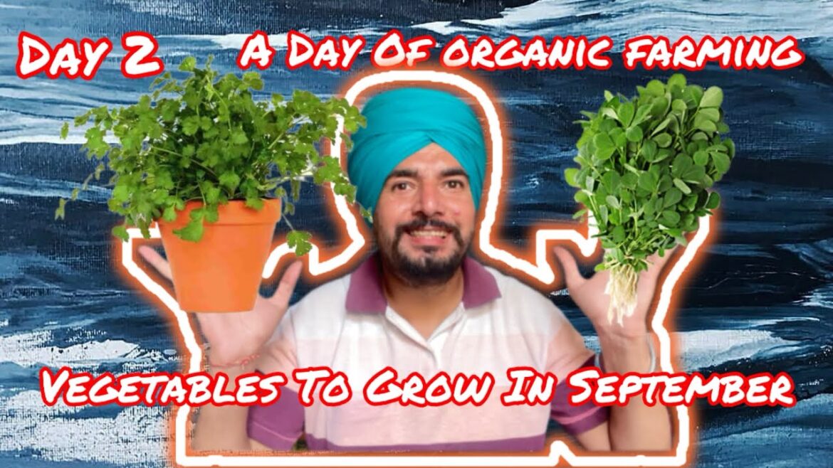 DAY 2 : Dhania Or Methi Plants | Vegetable Gardening