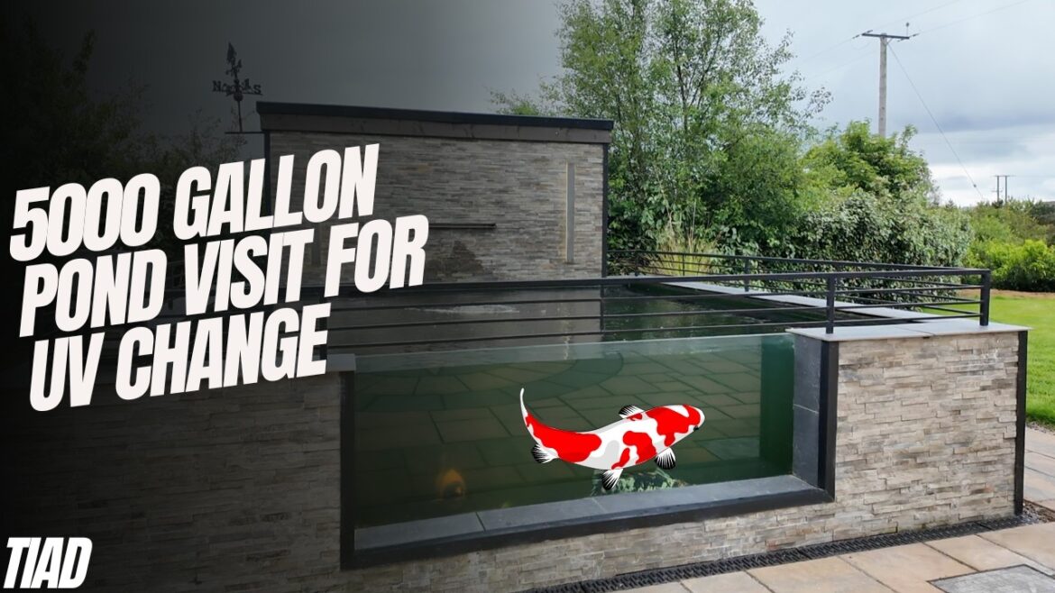 Stunning 5000 gallon koi pond with evolution aqua nexus filter and k+ advanced filter Stunning 5000 gallon koi pond with evolution aqua nexus filter and k+ advanced filter