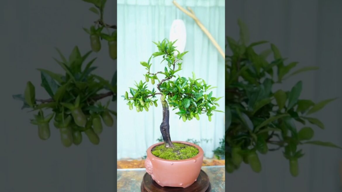 Delving into the Ancient Tradition of Bonsai in China #bonsai #gardening Delving into the Ancient Tradition of Bonsai in China #bonsai #gardening