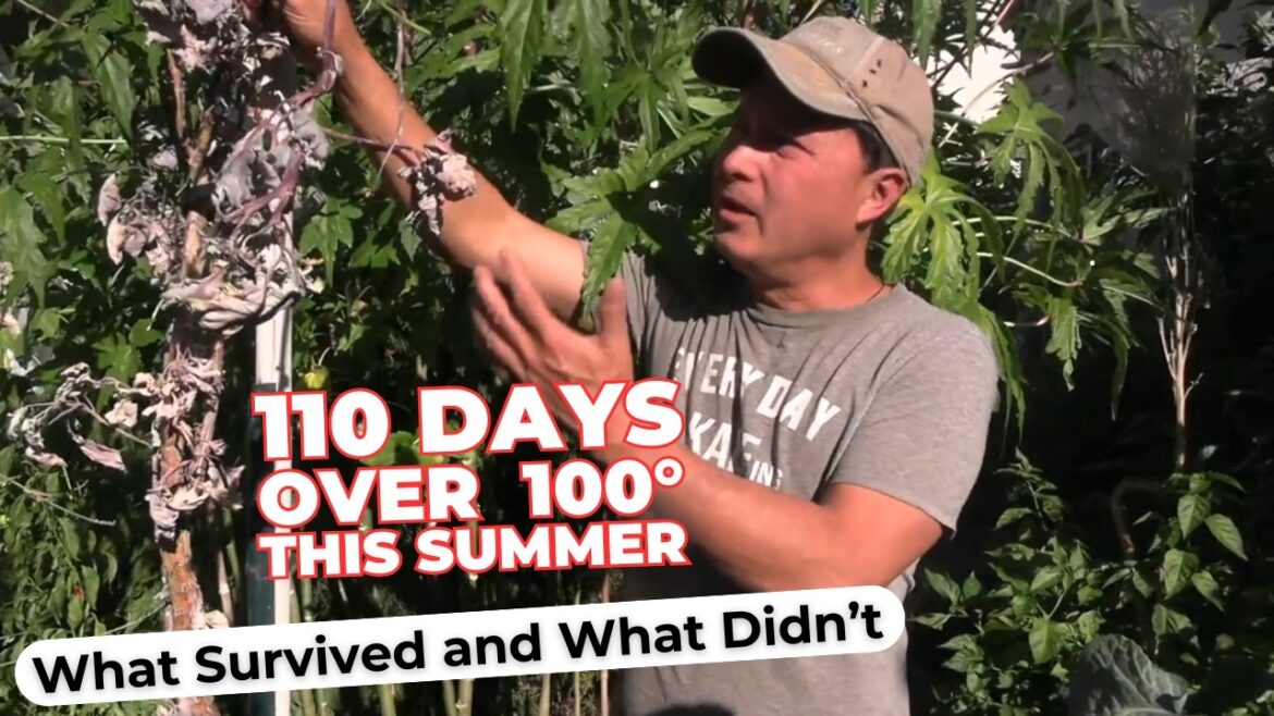 What 110 Days of 100°+ Scorching Heat Did to Vegetable Garden What 110 Days of 100°+ Scorching Heat Did to Vegetable Garden