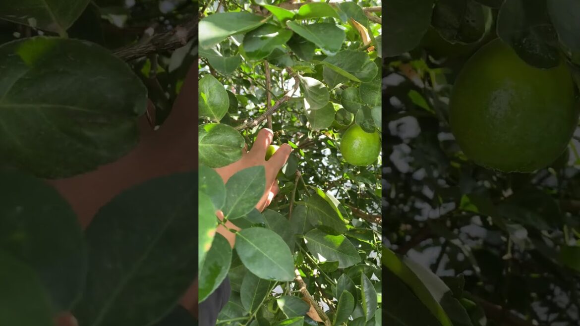 Daily life gardener by meimei / tips for growing/ enjoy with organic vegetable #shorts #gardening