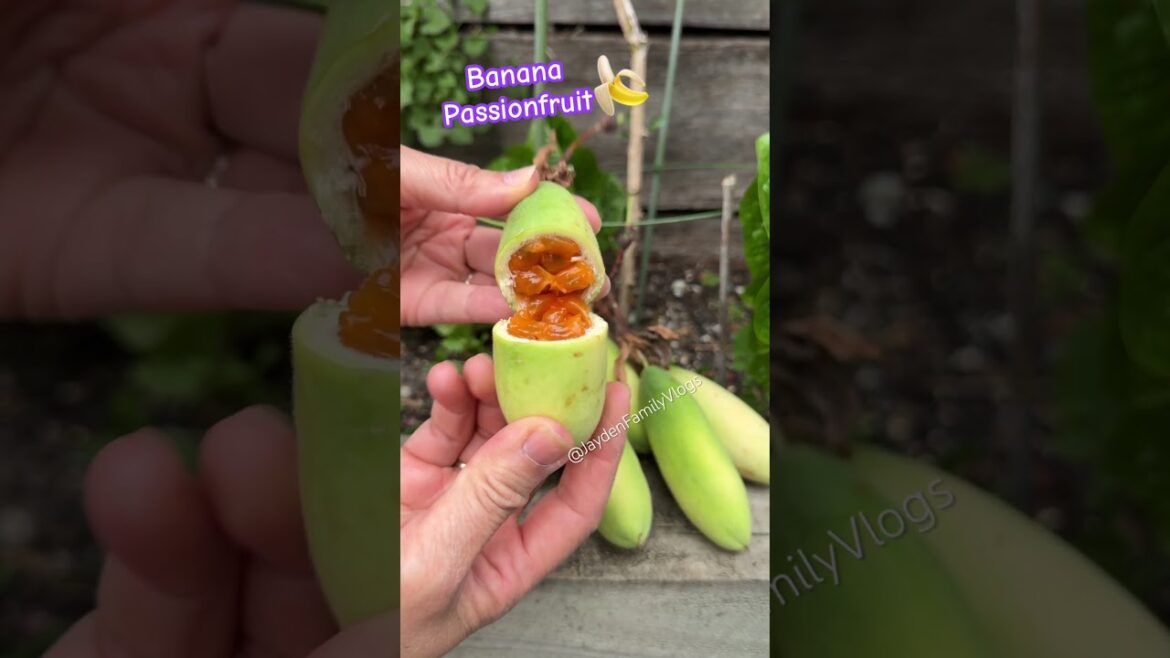 Passionfruit BANANA 😱 #shorts #satisfying #fruitcutting #fruit #garden #enjoy