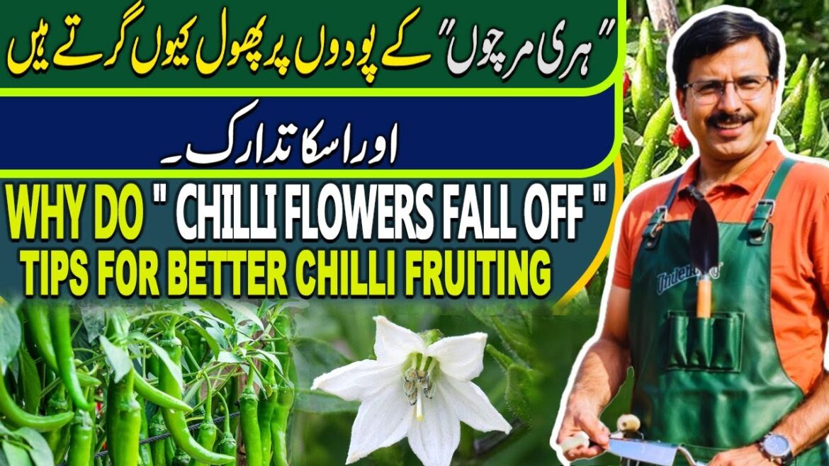 Why do “Chilli Flowers Fall Off” | Tips for Better Chilli Fruiting | Gardening With Javed Iqbal Why do "Chilli Flowers Fall Off" | Tips for Better Chilli Fruiting | Gardening With Javed Iqbal
