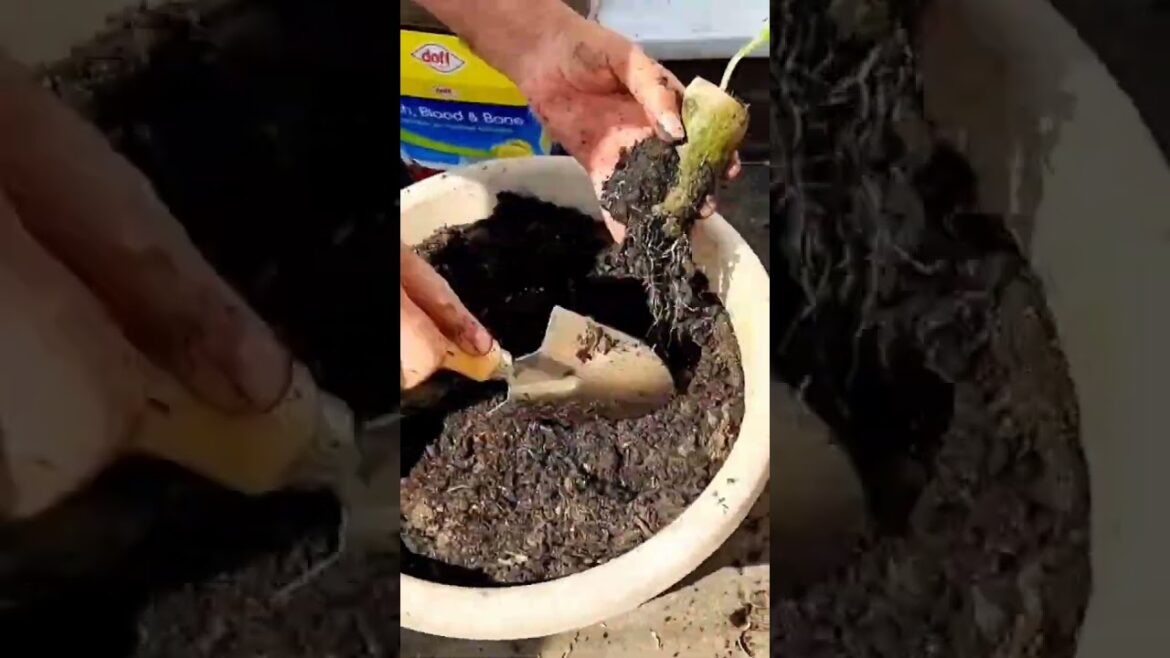 Container Gardening ideas for someone who doesn't have a garden or space for planting vegetables