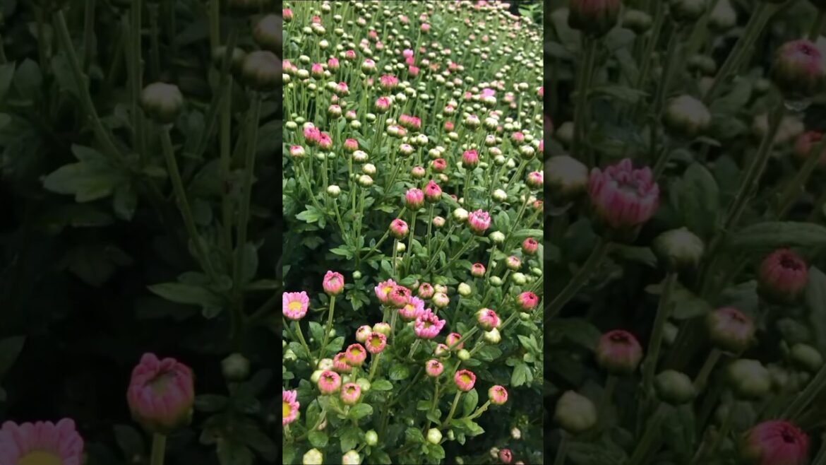 Stunning Flower Garden Tour | Beautiful Blooms in Full Glory #Shorts | #shorts