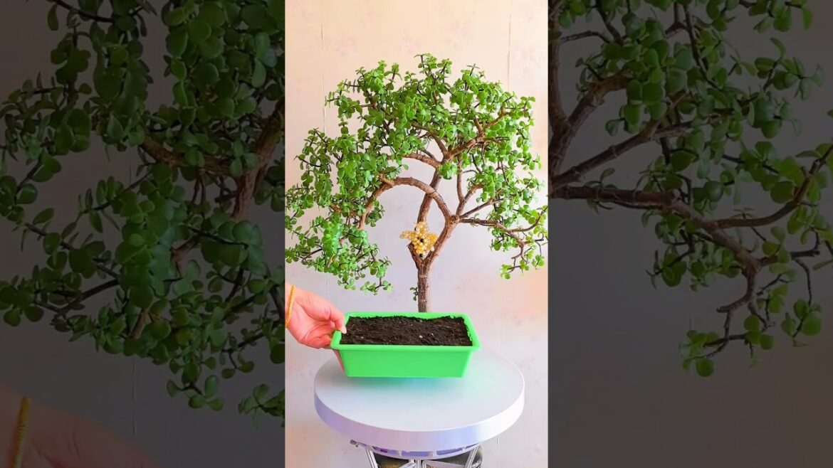 Beautiful gardening ideas for home garden, #plants #shorts #gardening