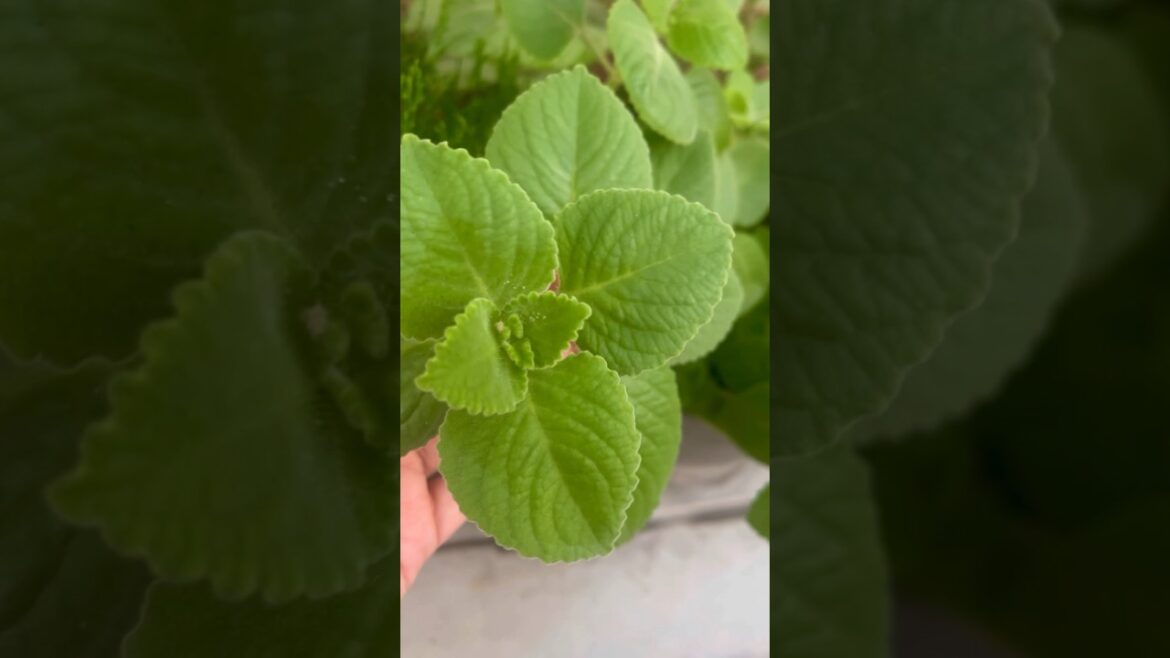 How to grow ajwain plant at home #gardeningtips #ajwain #short #ajwainbenefits How to grow ajwain plant at home #gardeningtips #ajwain #short #ajwainbenefits