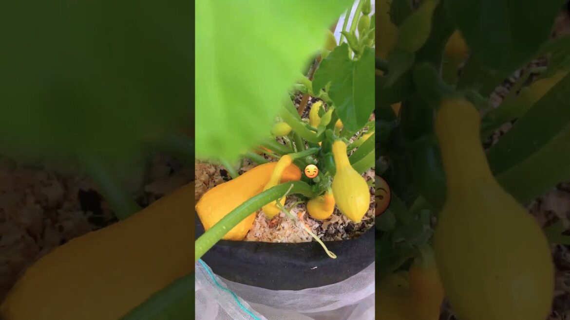 Pushing my small container garden's limits. #smallspacegardening #containergardening #gardening