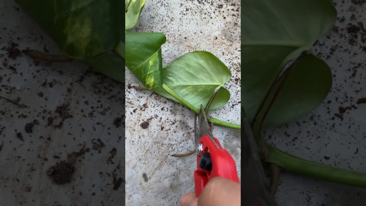 Pothos 🌱 #youtubeshorts #pothos #plants #flowers #gardening #shorts #short #yt #ytshort
