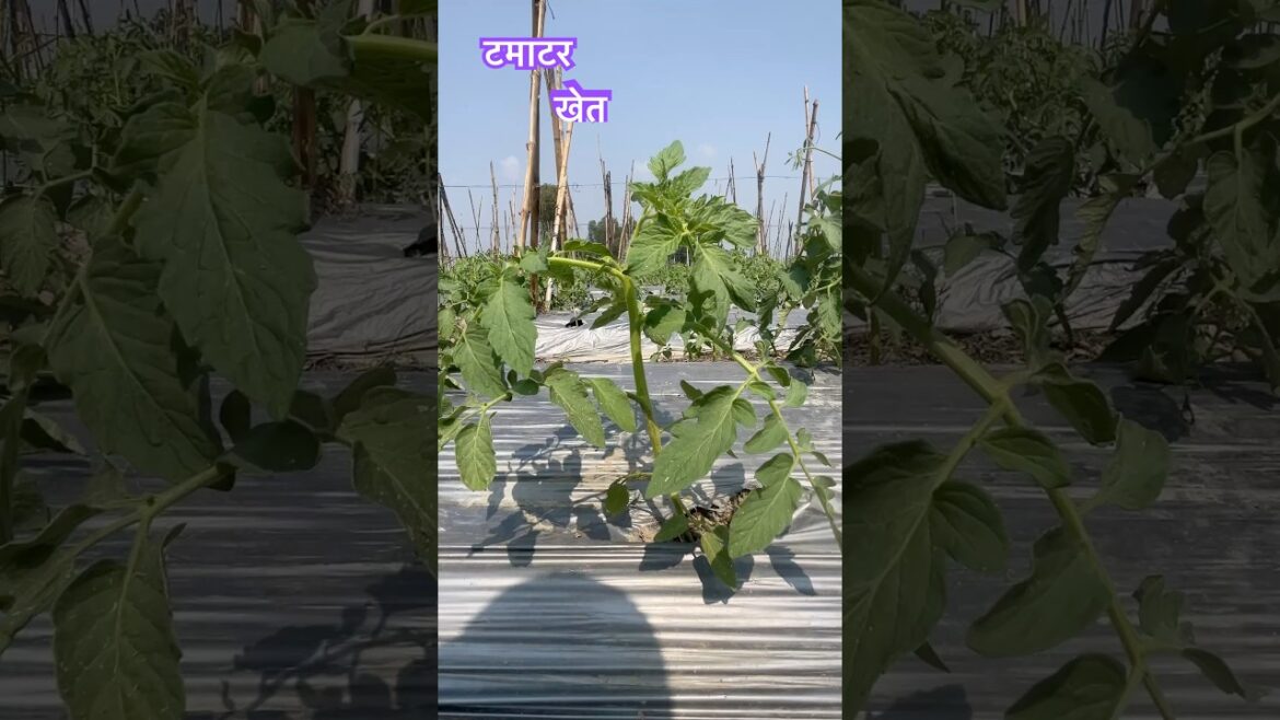 टमाटर खेत 🍅| tamar khet #shorts #short #trending #ytshorts #farming