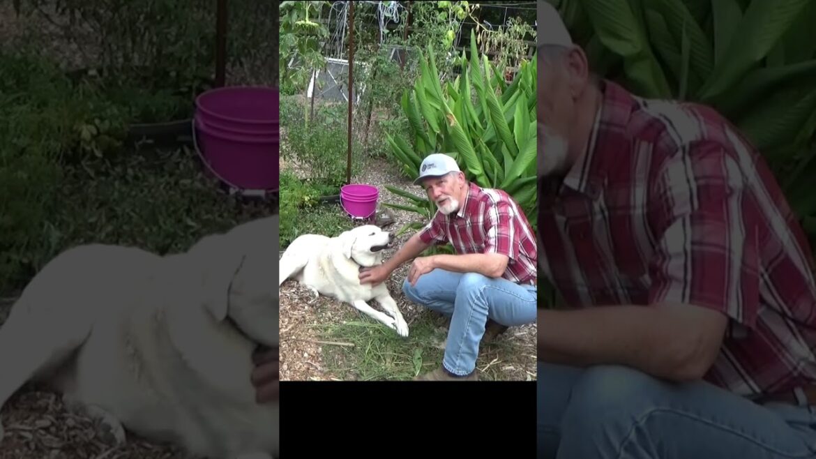 How to get free garden supplies #garden101 #growyourownfood #gardening How to get free garden supplies #garden101 #growyourownfood #gardening