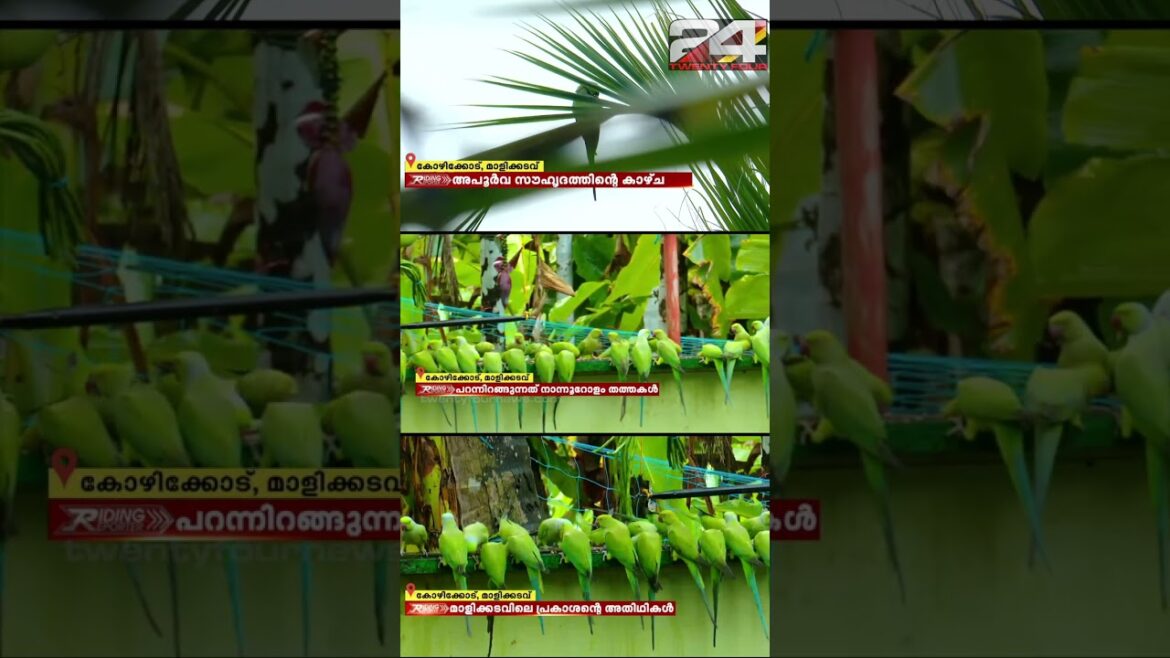 അപൂർവ സൗഹൃദത്തിന്റെ കാഴ്‌ച; പ്രകാശന്റെ വീട്ടിൽ ദിവസവും പറന്നിറങ്ങുന്നത് നാന്നൂറോളം തത്തകൾ