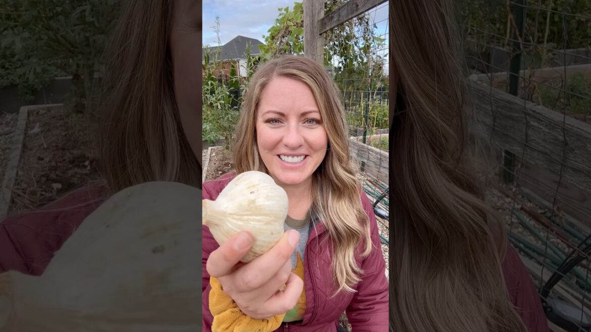 My BEST Tips for Planting Garlic #garlic #gardentips