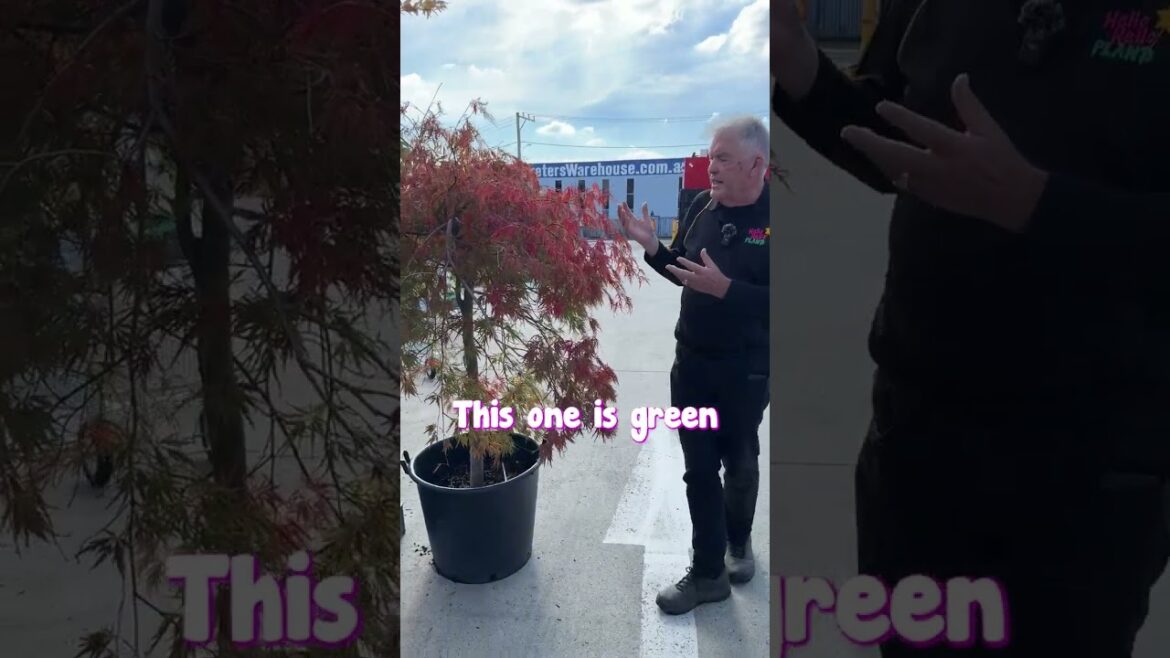 NOW is the Time to See the Autumn Colour in Our Japanese Maples