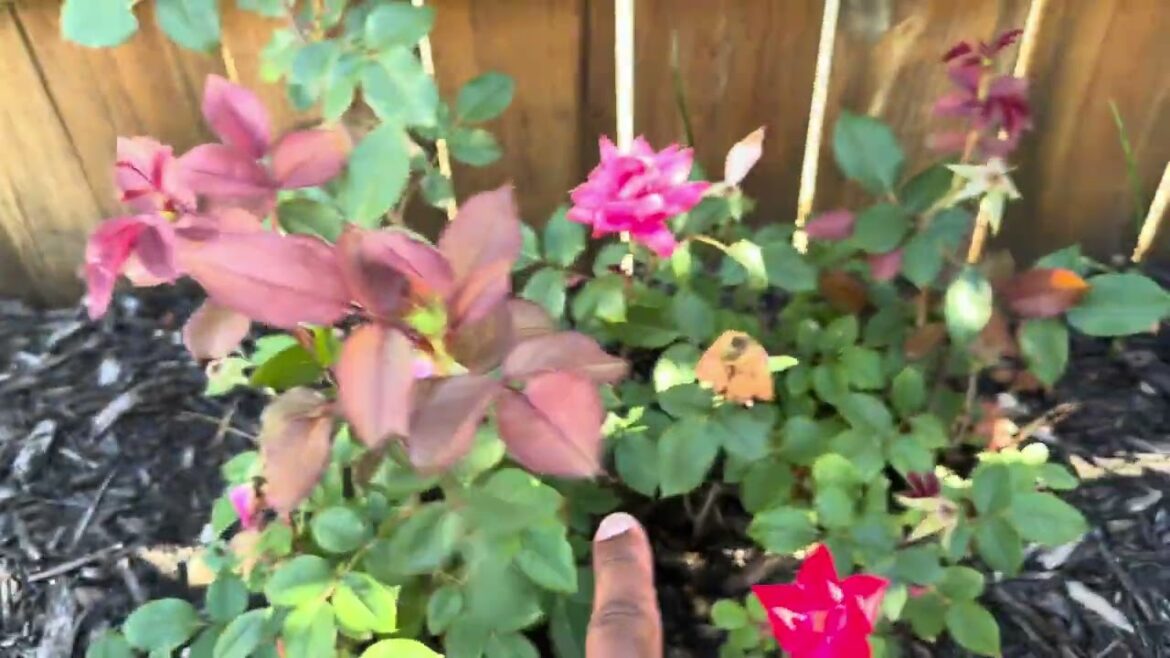 A Change Gonna Come (A Man Called Whitley S5, E3) Backyard