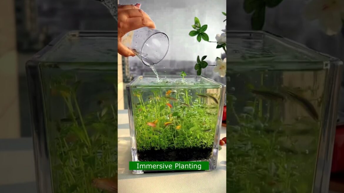 Immersive Planting Aquarium 🐟 Mini Underwater Haven Desktop Aquarium🐟 #garden #fish #aquarium