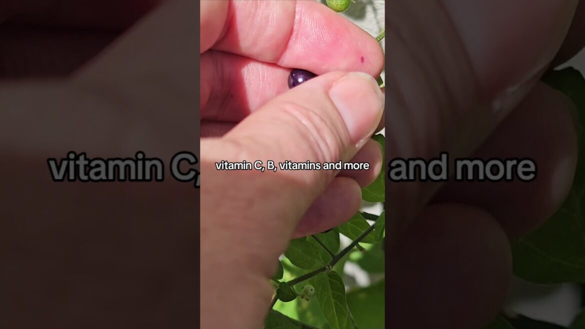 Blackberry Nightshade is EDIBLE? #shorts #foraging