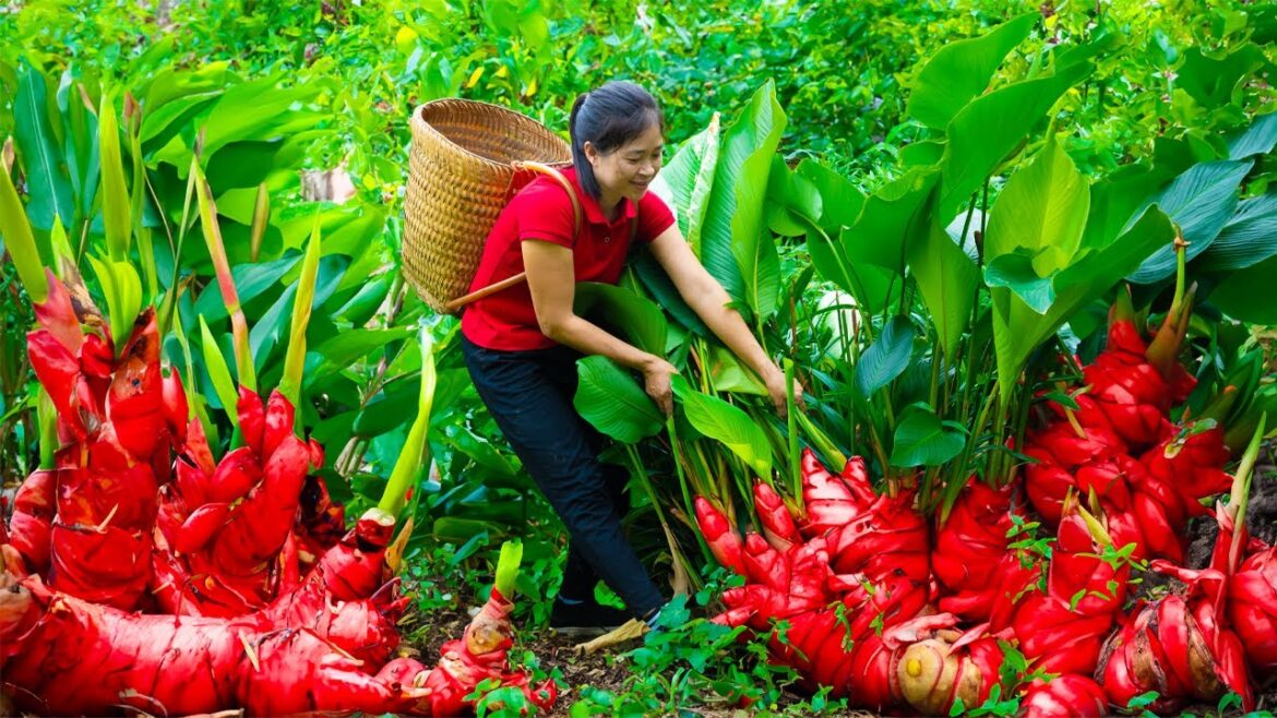 Harvesting edible canna rhizome & Goes To Market Sell | Gardening And Cooking | Lý Tiểu Vân Harvesting edible canna rhizome & Goes To Market Sell | Gardening And Cooking | Lý Tiểu Vân