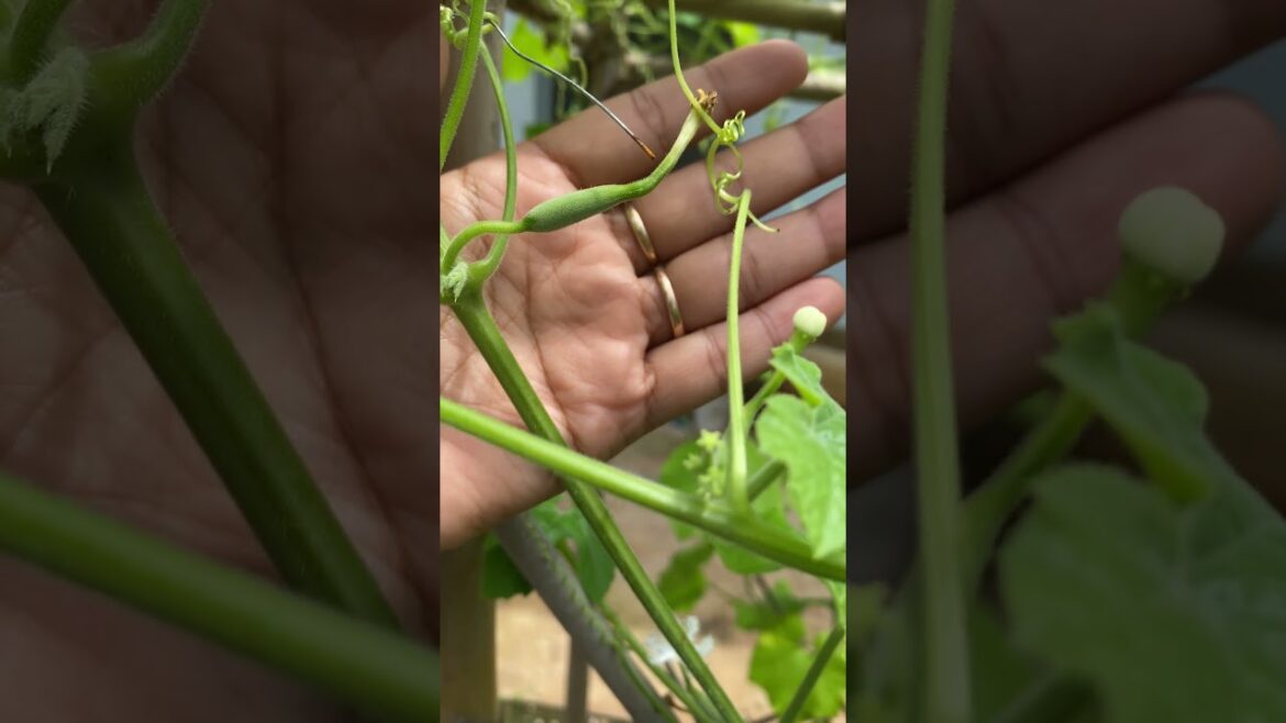 Daily life gardener by meimei / tips for growing/ enjoy with organic vegetable #shorts #gardening