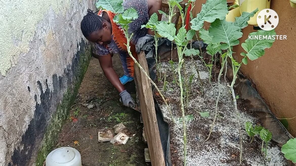 Stay-at-home mother Vegetable Container Garden Cleaning