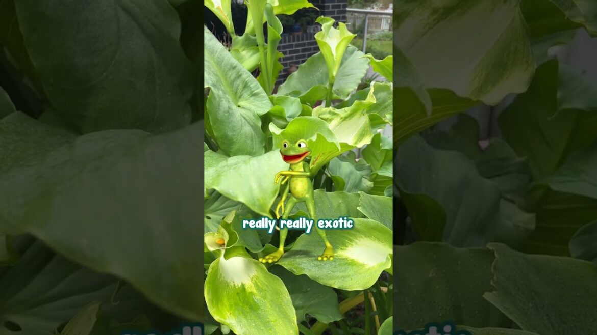 For an Exotic Flower in a Shady or Boggy Spot, Plant Arum Lily.