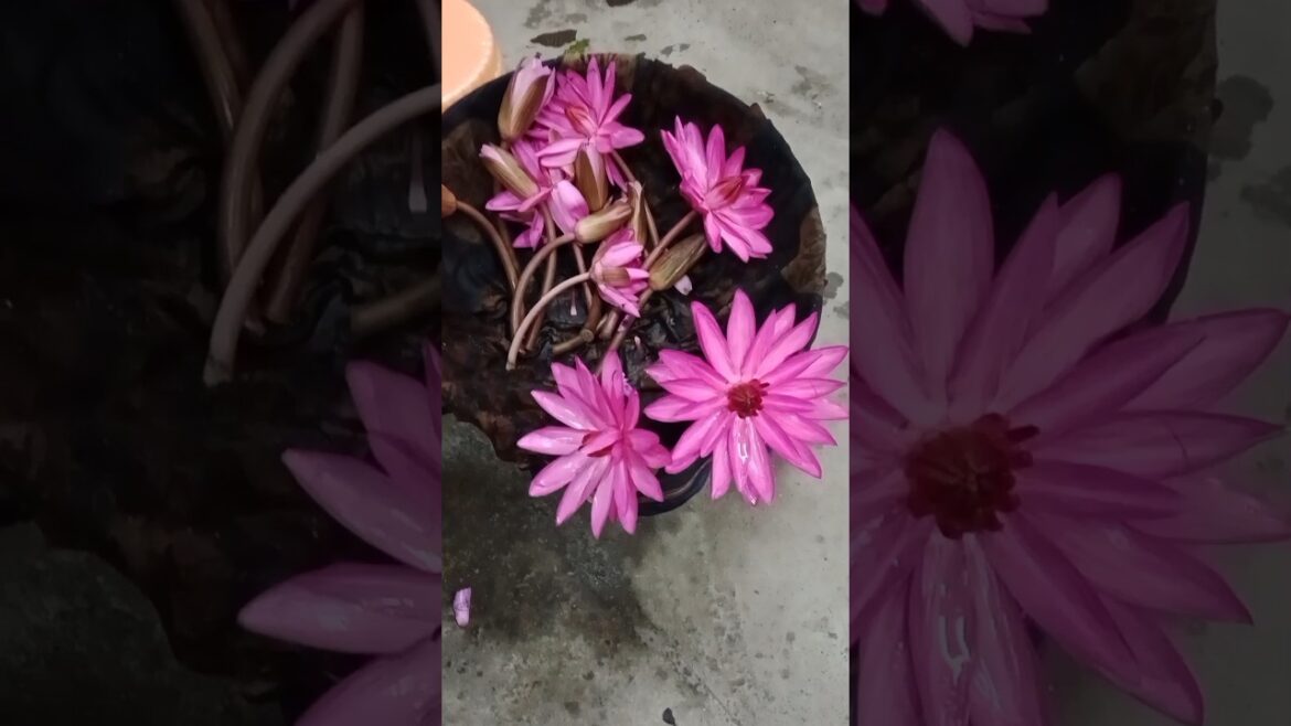 Lotus plant ko कैसे grow करें#shorts#gardening#lotusflower #viralshorts
