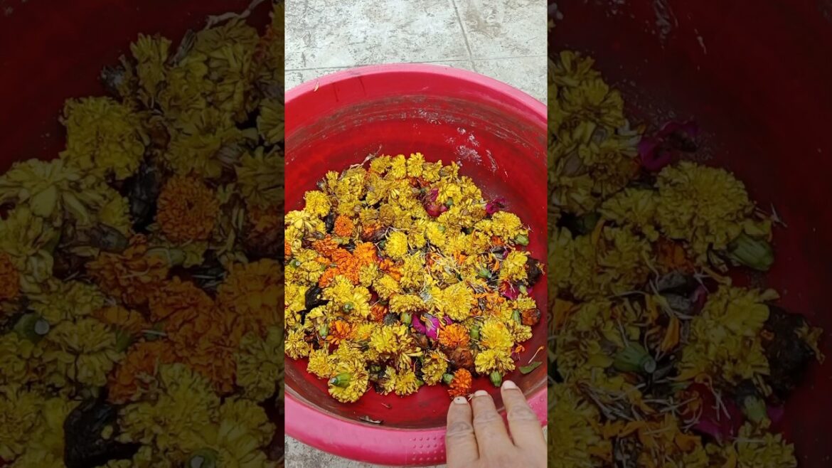 दुर्गा मॉ को चढ़ाये वाले flowers की खाद बनाए#shorts#gardening#khad दुर्गा मॉ को चढ़ाये वाले flowers की खाद बनाए#shorts#gardening#khad