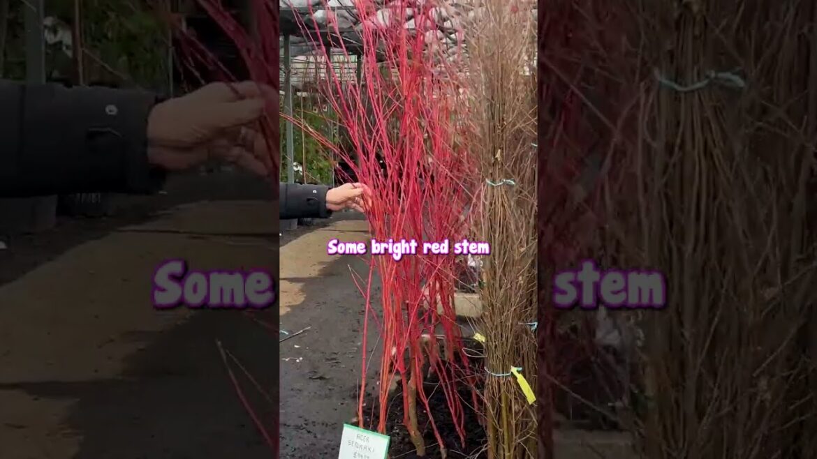 Winter is Actually the Best Time to Go to the Nursery