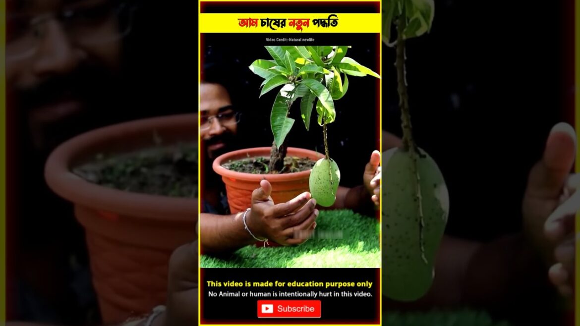 Unique Technique Grafting Mango Tree 😳 How To Grafting Mango Tree? Grafting Tree #shorts #grafting