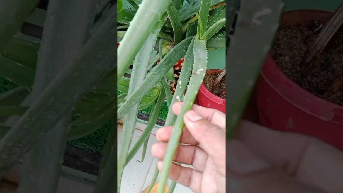 यह बाते जान लो alovera के#shorts#gardening #aloveraplant#viralshorts