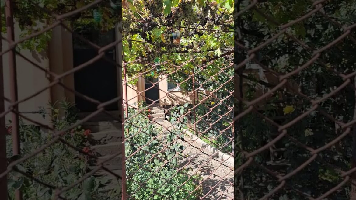 Why European Homes Are Soaking Up This Trendy #Grapefruit Tree | Delicious and Lovely Food