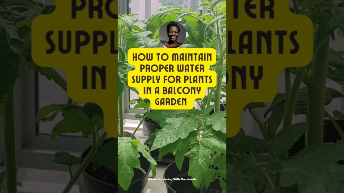 Maintaining Water Supply in Balcony Gardening_Container Gardening #gardening #balconygarden #farmer Maintaining Water Supply in Balcony Gardening_Container Gardening #gardening #balconygarden #farmer