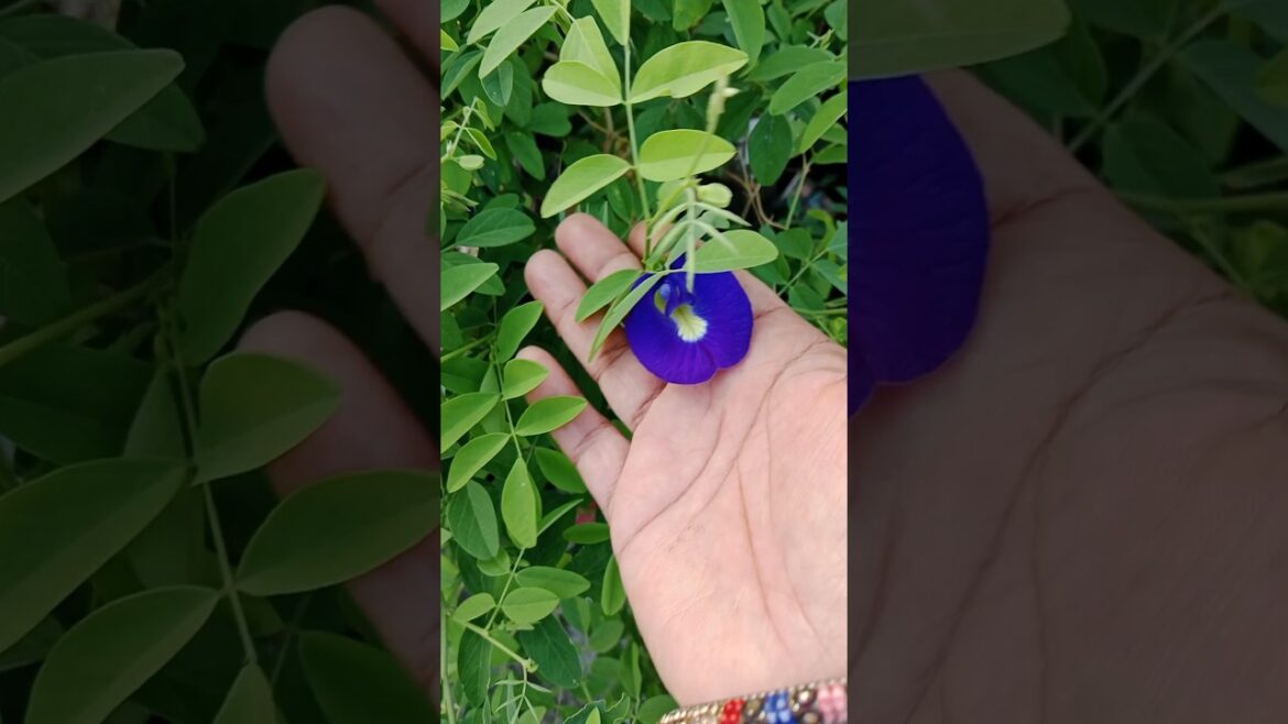 अपराजिता के पौधे के लिए जरुरी टिप्स#shorts#gardening#aparajita#viralshorts अपराजिता के पौधे के लिए जरुरी टिप्स#shorts#gardening#aparajita#viralshorts