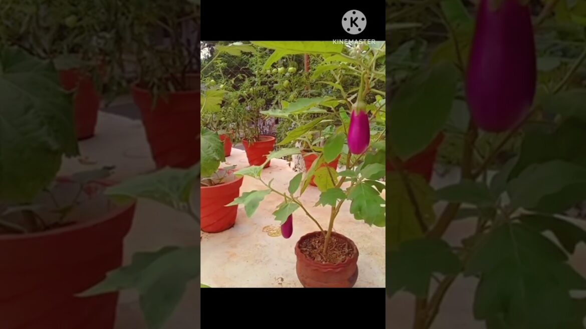 Our vegetable garden,#youtube shorts, #Juwel arts and craft