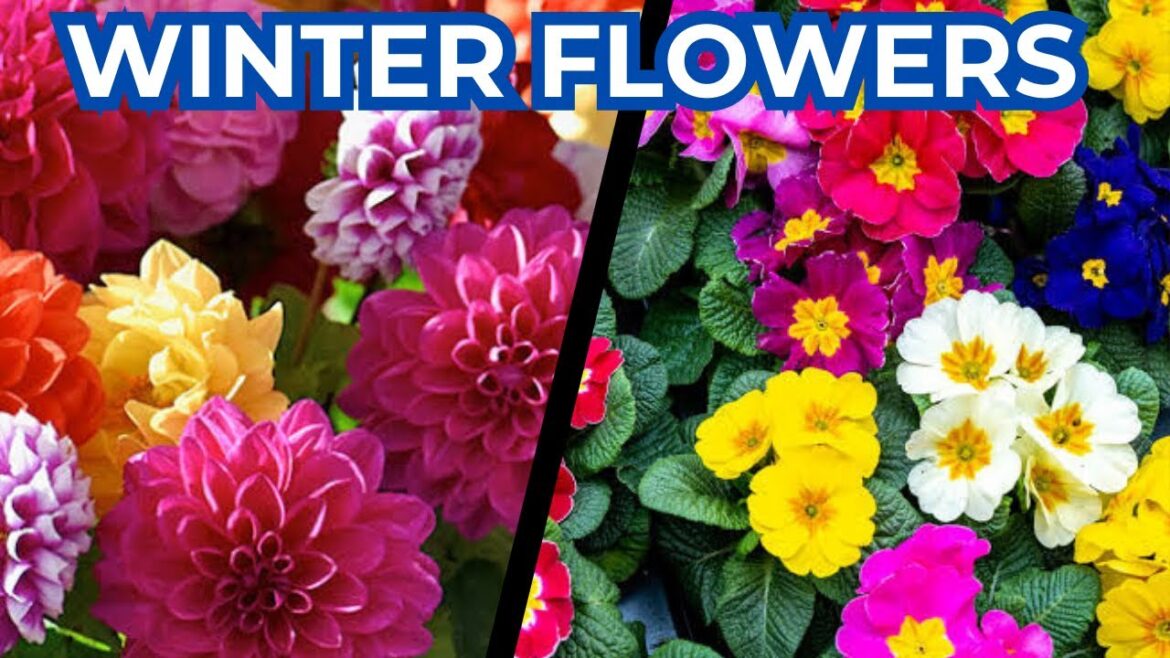 Winter flowers | how to prepare winter flowers | seedlings of winter flowers #flowers #winterflower Winter flowers | how to prepare winter flowers | seedlings of winter flowers #flowers #winterflower