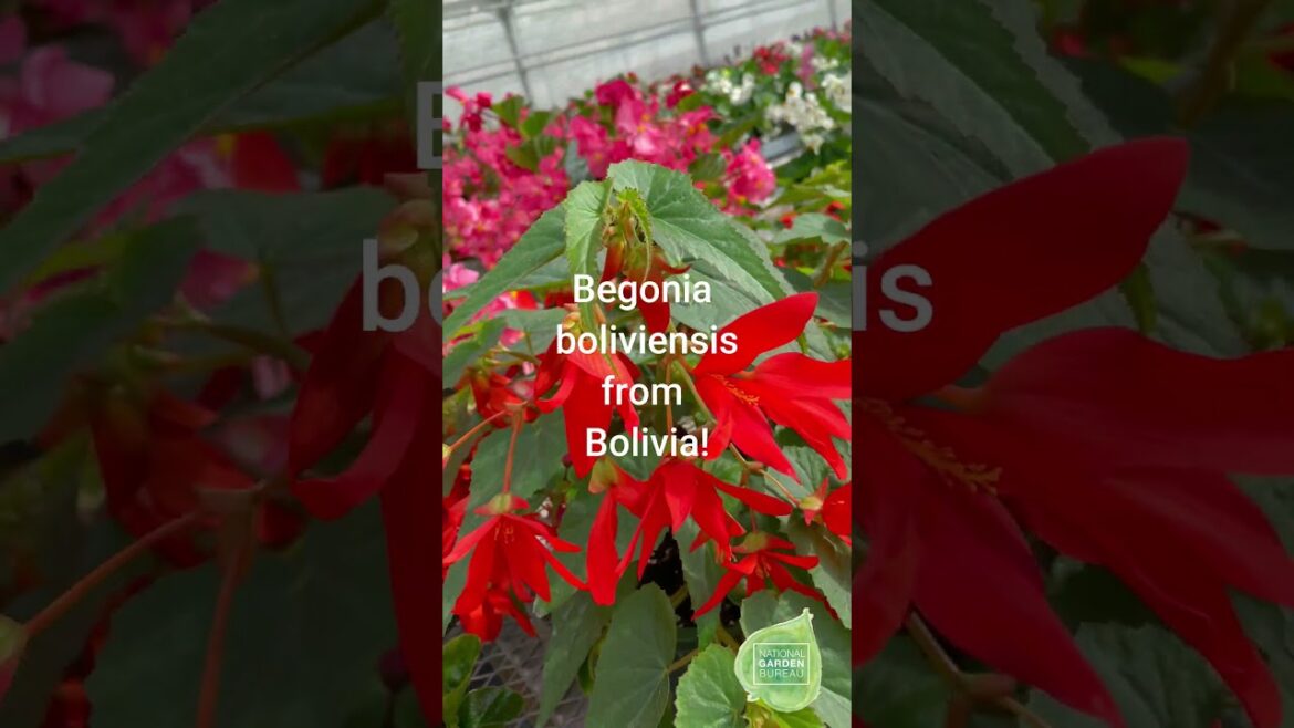 Benary Begonia Types #flowers #containergardening #garden #gardeningguide#begonia #begonias #annual