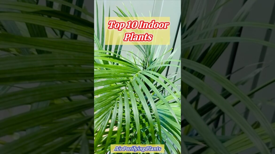 Top 10 Indoor Plants || #plants #garden #shortvideo Top 10 Indoor Plants || #plants #garden #shortvideo