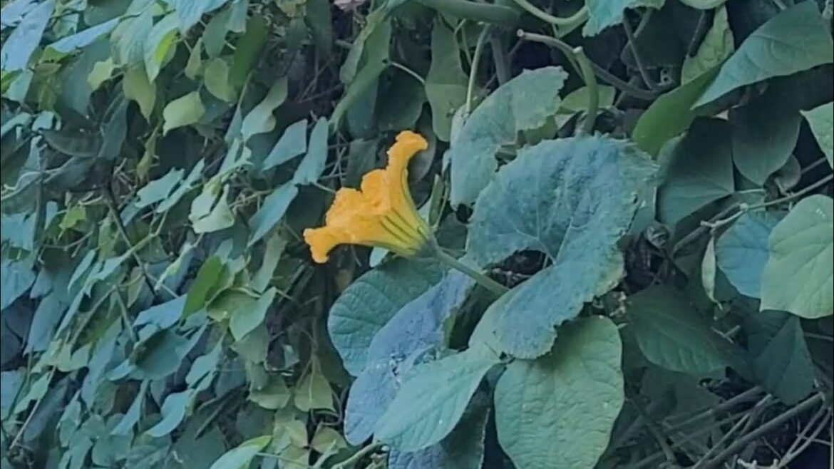 #in newyork My Epic Pepper Garden! #harvestingorganicfruitsinthefarm #viralvideo #in newyork My Epic Pepper Garden! #harvestingorganicfruitsinthefarm #viralvideo