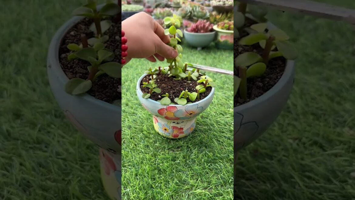 Useful tips for succulents 🪴 #suculentas #다육이들 #多肉植物 #garden #shorts #Shorts