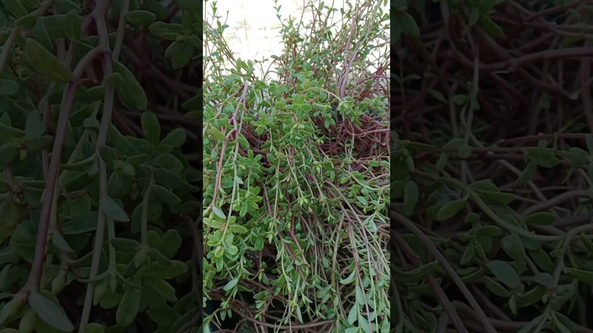 How to Care for Your Purslane (and Other Summer Succulent)#shorts#gardening#flowers