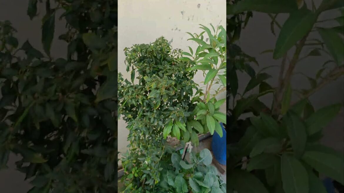 Incredible Longevity of my Terrace Garden Plants #Chilli