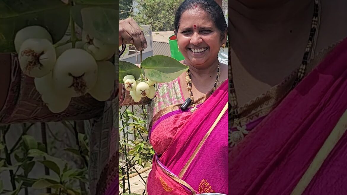 వాటర్ ఆపిల్ హార్వెస్టింగ్ #myterracegardentelugu#waterapple #harvest #terracegarden #gardentips వాటర్ ఆపిల్ హార్వెస్టింగ్ #myterracegardentelugu#waterapple #harvest #terracegarden #gardentips