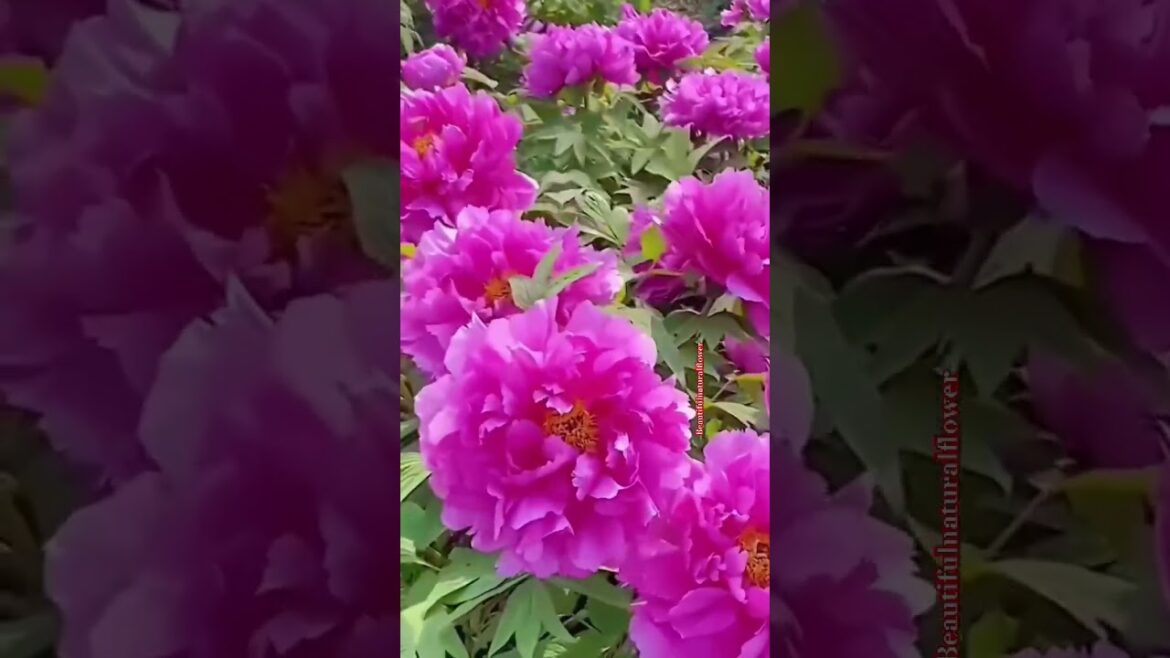 Chrysanthemum flower garden#flowers #roseflowergarden #naturalflowers #nature #rosegarden #beautiful Chrysanthemum flower garden#flowers #roseflowergarden #naturalflowers #nature #rosegarden #beautiful