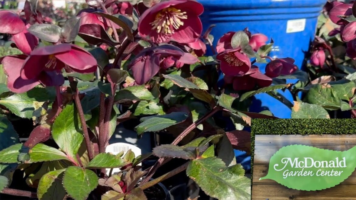 Visiting my local nursery- McDonald Garden Center a quick highlight tour. Visiting my local nursery- McDonald Garden Center a quick highlight tour.