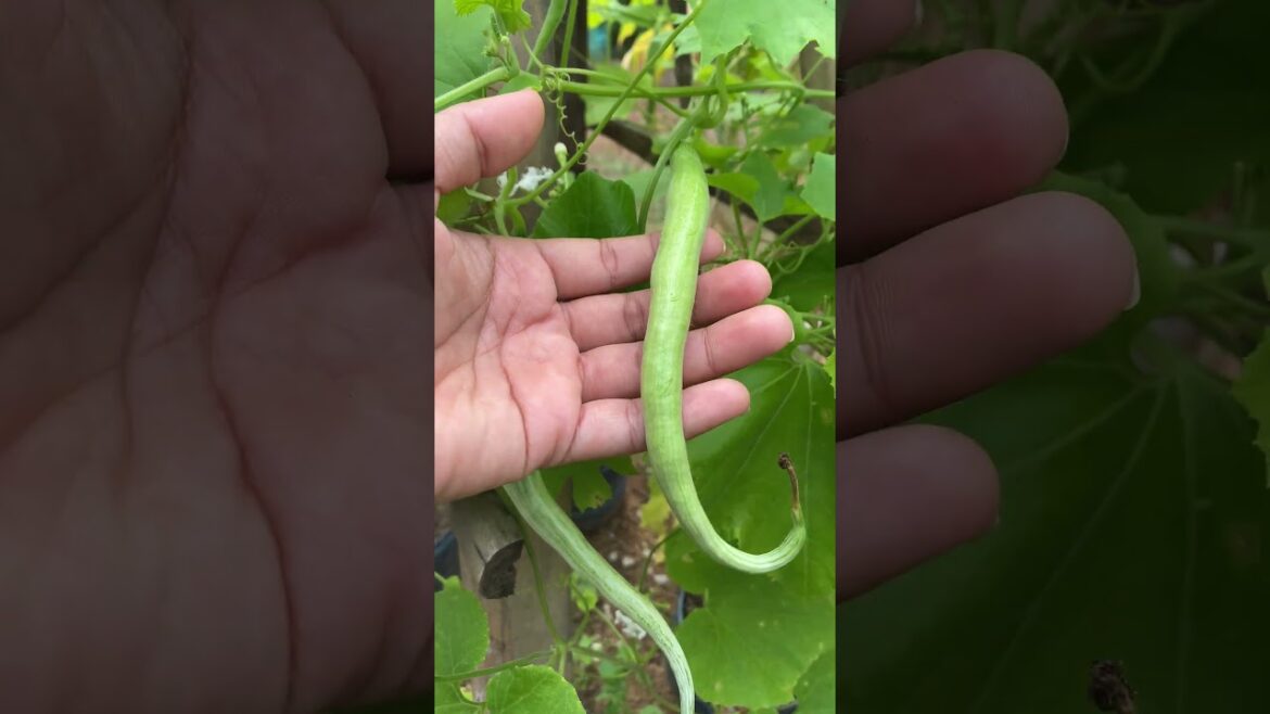 gardening ideas for home / tips for growing/ enjoy with organic vegetable #shorts #gardening