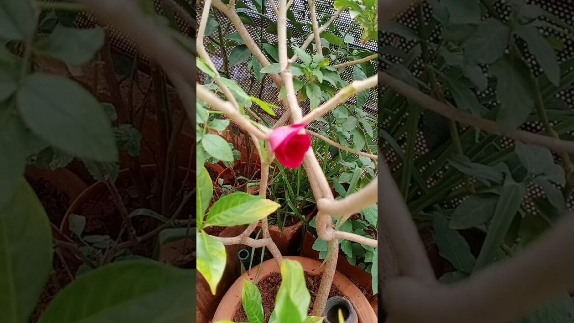 Home Garden ideas #trending #youtubeshorts #nature