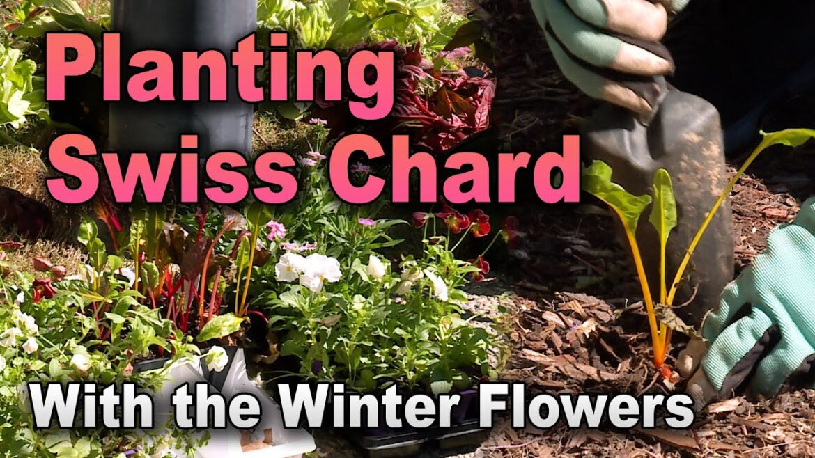 Planting Winter Flowers with an Edible Twist