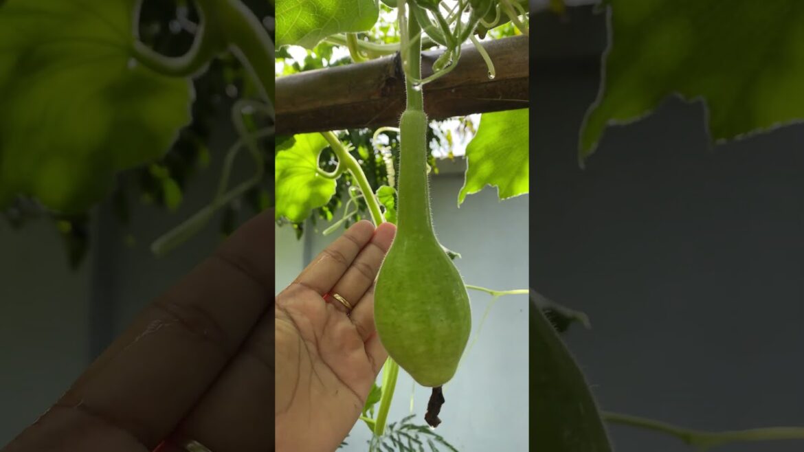 Daily life gardener by meimei / tips for growing/ enjoy with organic vegetable #shorts #gardening Daily life gardener by meimei / tips for growing/ enjoy with organic vegetable #shorts #gardening