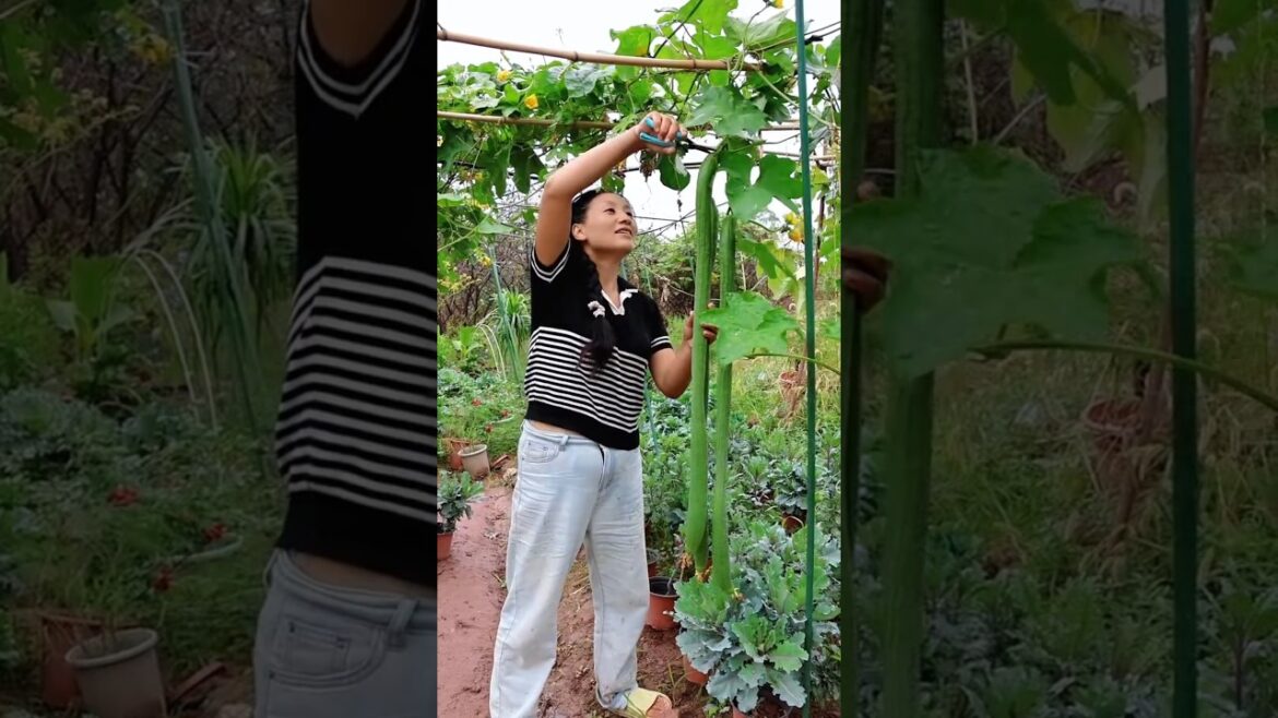Vegetable collection from home garden #shots #youtubeshorts