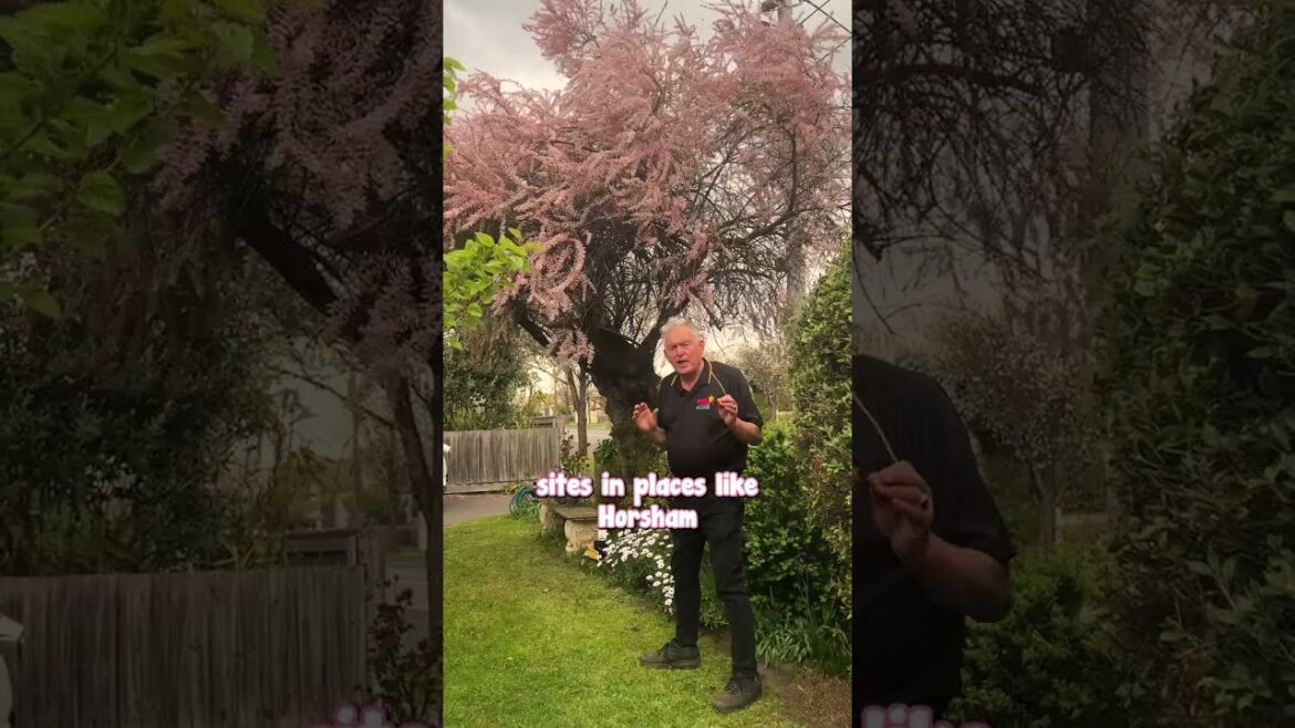 Tamarix is the Spring Blossom Tree You Haven’t Heard of Before…
